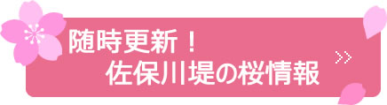 随時更新！佐保川堤の桜情報