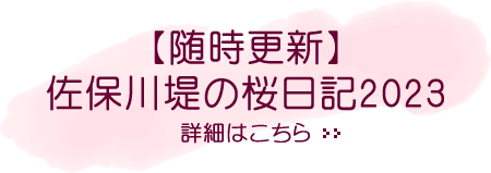 随時更新！佐保川堤の桜情報