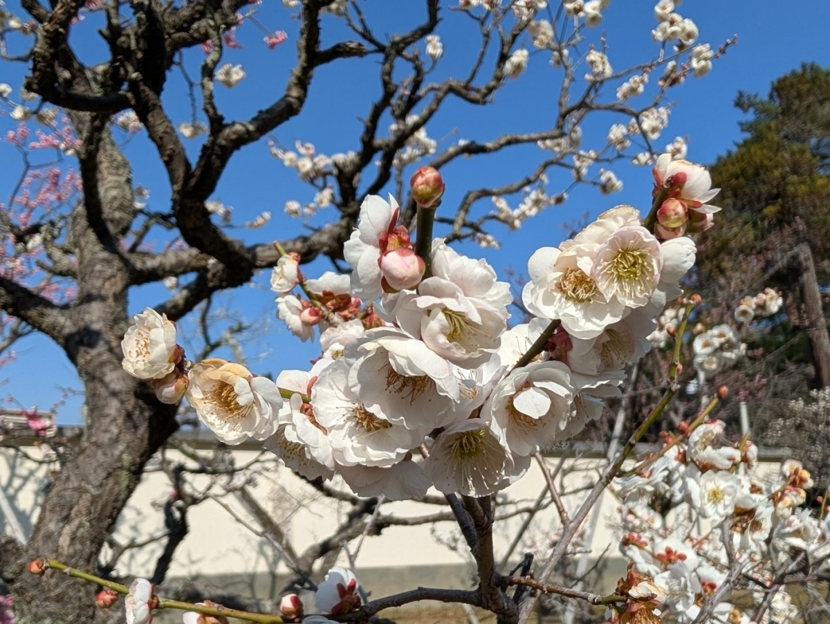 奈良県早春の花《梅・椿》2026 | ならリビング.com