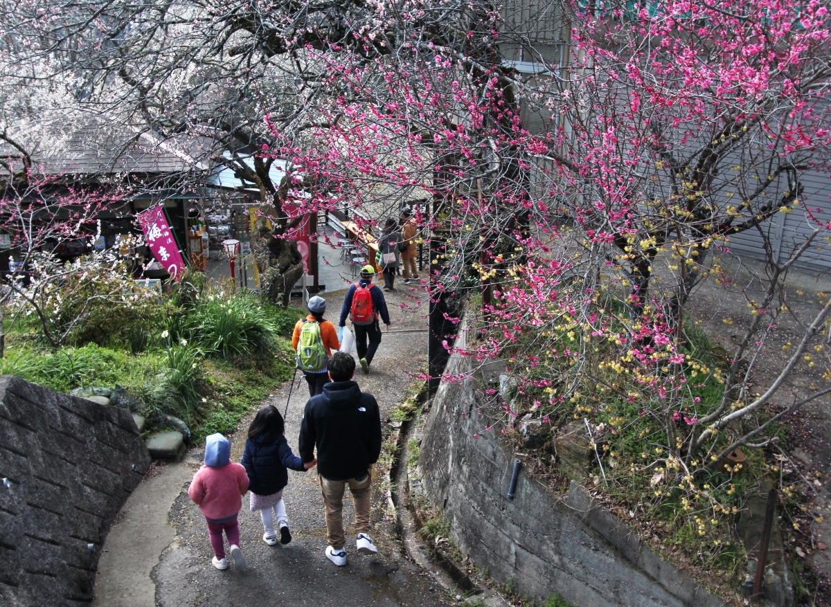 奈良県早春の花《梅・椿》2025 | ならリビング.com